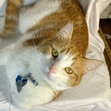 Entry image for Fluffy 