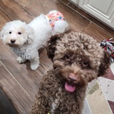 Entry image for Chocolate & Ivory 🐾💕💞💓🐾