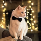 Entry image for Ferris Mewller