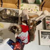 Entry image for Tarot