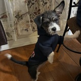 Entry image for Pulguita