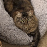 Entry image for Camilla 