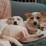 Entry image for Nalah and Paco