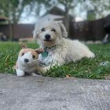 Entry image for Peluza