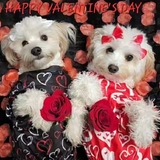 Entry image for Brityn and Brinly