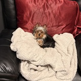 Entry image for Max Velez