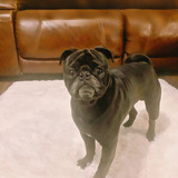 Entry image for Sosa