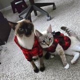 Entry image for Cassiel (boy) Miyu (girl)