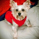 Entry image for Chico 