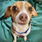 Entry image for Lucy