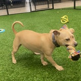 Entry image for Gracie