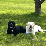 Entry image for Woodrow and Dove