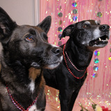 Entry image for Acorn & Urie