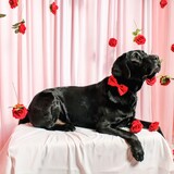 Entry image for Prince