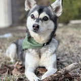 Entry image for Foxy