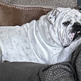 Entry image for Bella