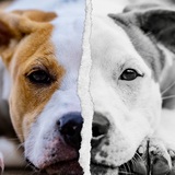 Entry image for Dude