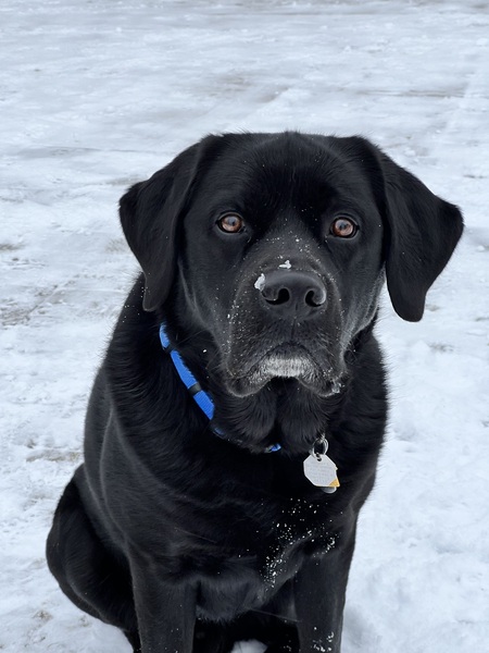 Entry image for Bear. Clicking this image will show a larger photo