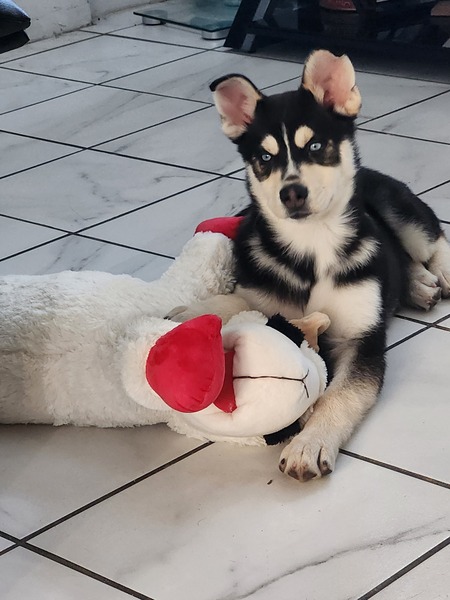 Entry image for Titan. Clicking this image will show a larger photo