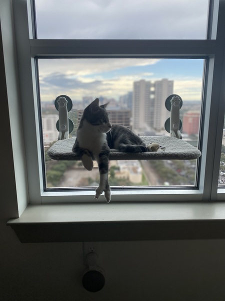 Entry image for Spock. Clicking this image will show a larger photo