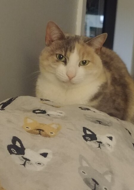 Entry image for Pearl. Clicking this image will show a larger photo