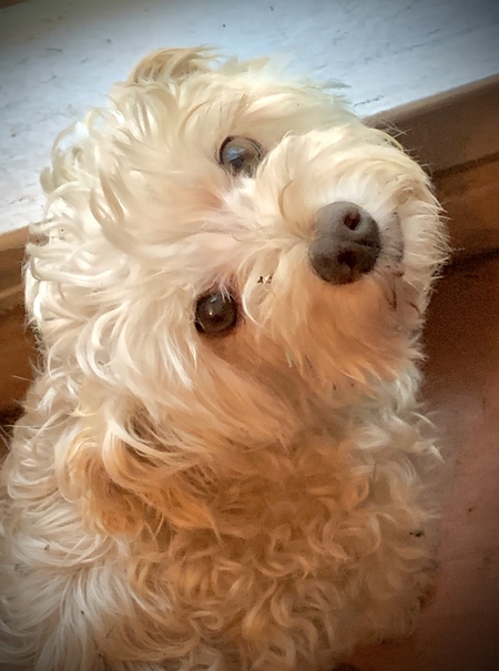 Entry image for Sasha “Pretty Girl” Peacock. Clicking this image will show a larger photo