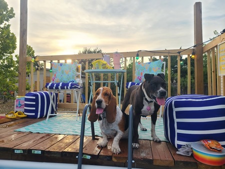 Entry image for Daisy and Layla . Clicking this image will show a larger photo