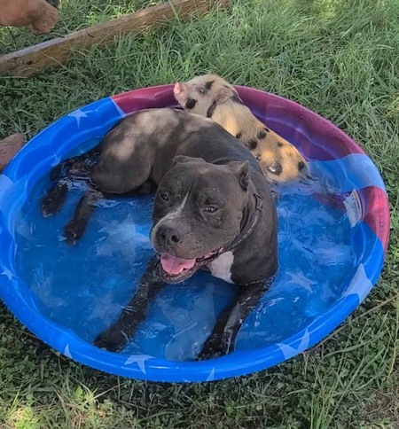 Entry image for Bones and Moo. Clicking this image will show a larger photo