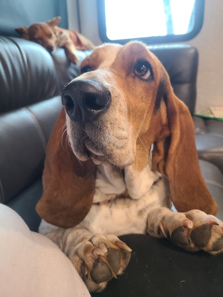 Entry image for Daisy & Chance. Clicking this image will show a larger photo