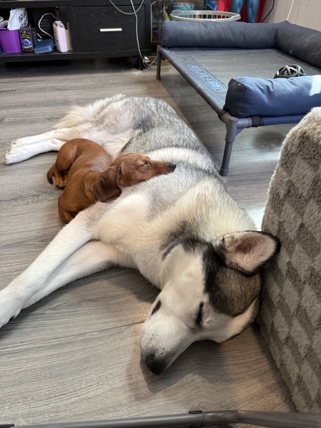 Entry image for Wes & Petunia. Clicking this image will show a larger photo