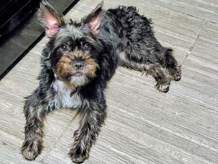 Entry image for Goldie. Clicking this image will show a larger photo