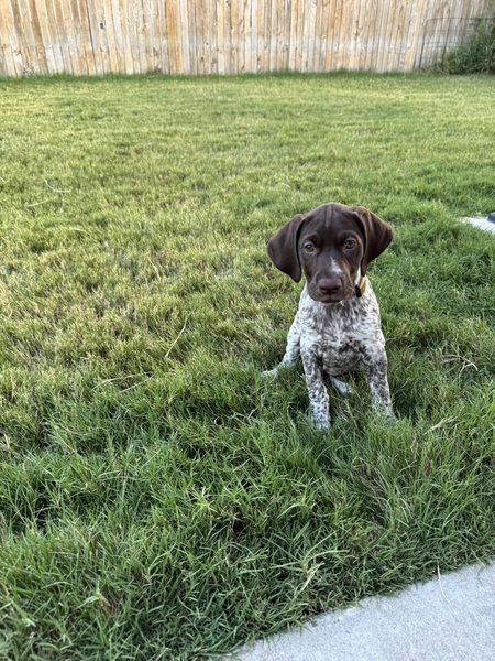 Entry image for Sylvie. Clicking this image will show a larger photo