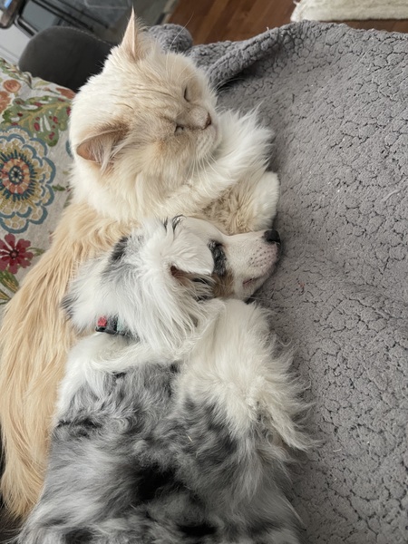 Entry image for Ziggy & Mozart . Clicking this image will show a larger photo