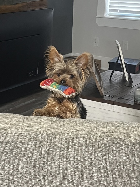 Entry image for Polo. Clicking this image will show a larger photo