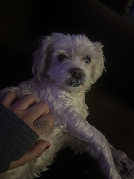 Entry image for Toby. Clicking this image will show a larger photo