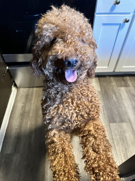 Entry image for Teddy . Clicking this image will show a larger photo