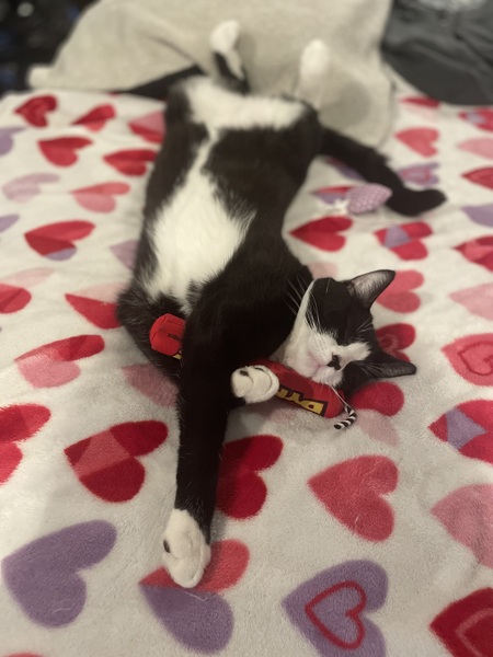 Entry image for Sebastian . Clicking this image will show a larger photo