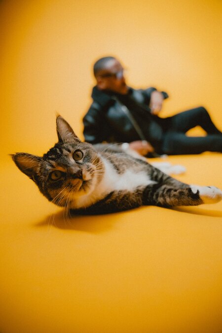 Entry image for Koda. Clicking this image will show a larger photo