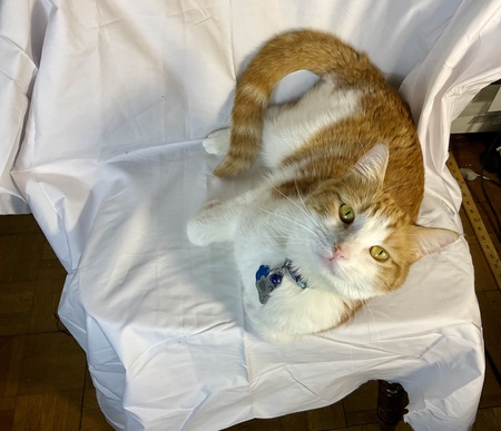 Entry image for Fluffy . Clicking this image will show a larger photo