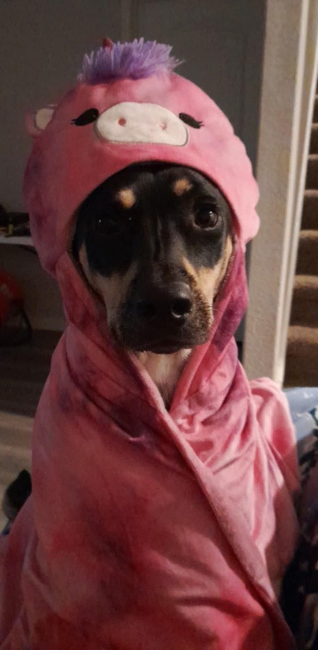 Entry image for Barby-Q. Clicking this image will show a larger photo