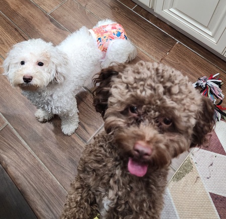 Entry image for Chocolate & Ivory 🐾💕💞💓🐾. Clicking this image will show a larger photo