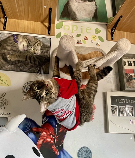 Entry image for Tarot. Clicking this image will show a larger photo