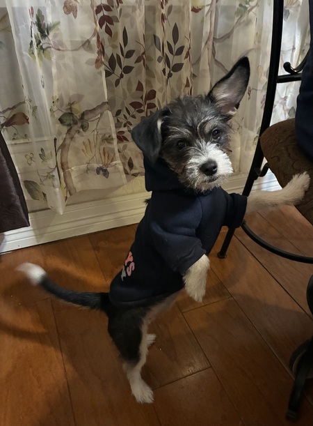 Entry image for Pulguita. Clicking this image will show a larger photo