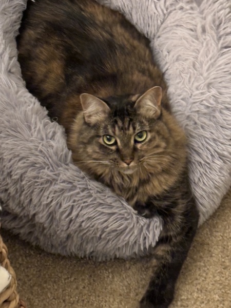 Entry image for Camilla . Clicking this image will show a larger photo