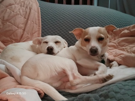 Entry image for Nalah and Paco. Clicking this image will show a larger photo