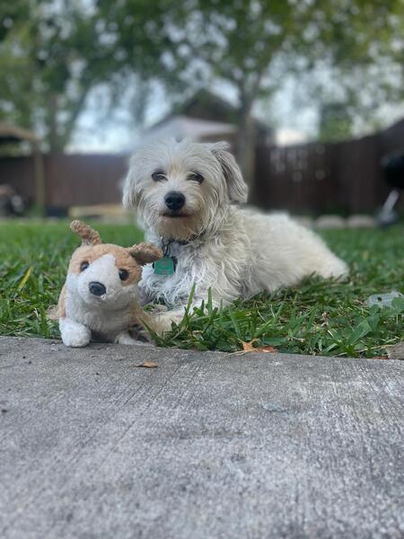 Entry image for Peluza. Clicking this image will show a larger photo