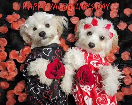 Entry image for Brityn and Brinly. Clicking this image will show a larger photo