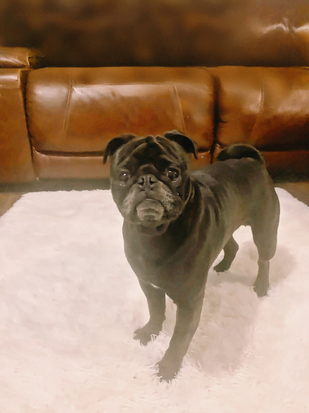 Entry image for Sosa. Clicking this image will show a larger photo