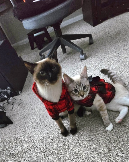 Entry image for Cassiel (boy) Miyu (girl). Clicking this image will show a larger photo