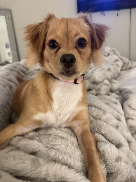 Entry image for Penny. Clicking this image will show a larger photo